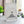 Galton board normal distribution, mathematical desk object - QUINCUNX